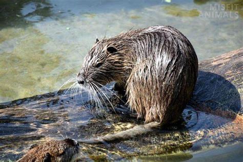 Beaver Vs. Muskrat: 5 Differences & How To Tell Them Apart .